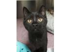 Adopt Suduko 52834 a Domestic Short Hair