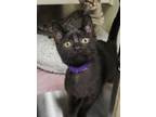 Adopt Dice 52835 a Domestic Short Hair