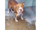 Adopt Connie a American Staffordshire Terrier