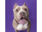 Adopt Remy a Pit Bull Terrier