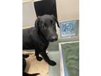 Adopt Tori* A189302 a Labrador Retriever