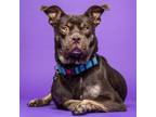 Adopt Sookie a American Staffordshire Terrier