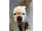 Adopt Mamacita a Mixed Breed
