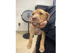 Adopt Pup 6 a Labrador Retriever, Pit Bull Terrier