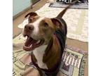 Adopt Snow White a Terrier