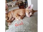 Adopt Ariel a Tabby, Domestic Short Hair