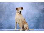 Adopt Maggie a Mixed Breed