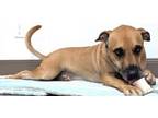 Adopt Maddee a Mixed Breed