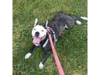 Adopt Michi a Pit Bull Terrier