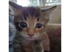 Adopt Munchkin a Domestic Short Hair