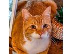Adopt Pearl a American Shorthair