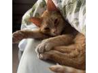 Adopt Mabel a American Shorthair