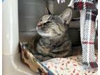 Adopt Baby a Domestic Short Hair