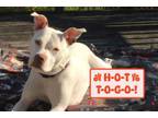 Adopt Mint a Pit Bull Terrier, Mixed Breed