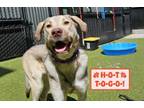 Adopt Daisy Duck a Anatolian Shepherd, Mixed Breed