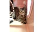 Adopt Popsicle a Domestic Short Hair