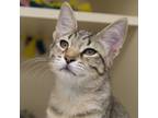 Adopt Pounce a Domestic Short Hair