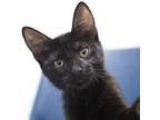 Adopt Picasso a Domestic Short Hair