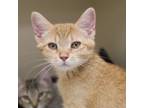 Adopt Plato a Domestic Short Hair