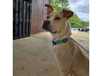 Adopt Butterscotch a Mixed Breed