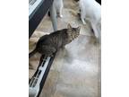 Adopt Lala a Domestic Short Hair