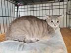Adopt Josie a Domestic Short Hair
