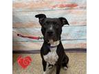 Adopt Toodles a Pit Bull Terrier