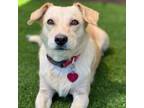 Adopt Hickory - Adopted! a Labrador Retriever, Terrier