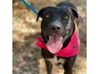 Adopt Gemma a Labrador Retriever
