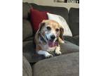 Adopt Sushi a Beagle