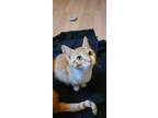 Adopt Butterfinger a Domestic Short Hair