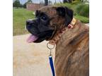 Adopt Cirice a Boxer
