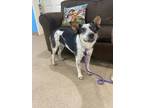Adopt Tino a Australian Cattle Dog / Blue Heeler, Mixed Breed