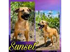 Adopt Sunset a Black Mouth Cur, Mixed Breed