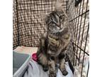 Adopt Daisy a Domestic Medium Hair