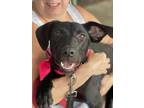 Adopt Cassie a Labrador Retriever, Spaniel