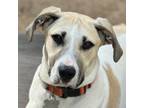 Adopt Kaya a Rhodesian Ridgeback, Terrier