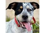 Adopt Poptart a Australian Cattle Dog / Blue Heeler, Terrier