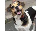Adopt Muriel a Beagle, Terrier