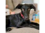 Adopt Phillie a German Shorthaired Pointer, Shepherd
