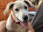 Adopt Ratchet a Labrador Retriever, Terrier