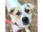Adopt Lulu a Black Mouth Cur, Terrier