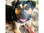 Adopt Molly a Shepherd, Terrier