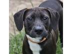 Adopt January a Labrador Retriever, Terrier
