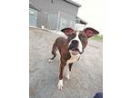 Adopt Rousseau a Boxer, Terrier