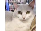 Adopt Angel a Domestic Short Hair