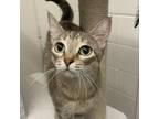 Adopt Jakara a American Shorthair