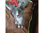 Adopt Eva a Domestic Short Hair, American Shorthair