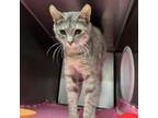 Adopt Little Miss a Domestic Short Hair