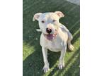 Adopt Chiffon a Pit Bull Terrier, Mixed Breed